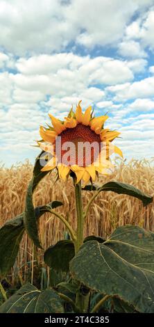 A close-up of a sunflower against a wheat field, the sky. Stock Photo