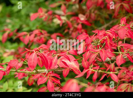 Winged Spindle or Burning Bush bright red autumn leaves - Euonymus alatus Stock Photo