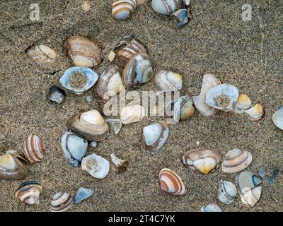 shells on sand beach.Many types of shells on sand. Stock Photo