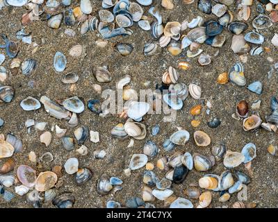 shells on sand beach.Many types of shells on sand. Stock Photo
