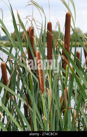 Brown bulrushes, cattails or typha latifolia with green leaves in front of water on a sunny day. Typha latifolia in late summer. Stock Photo