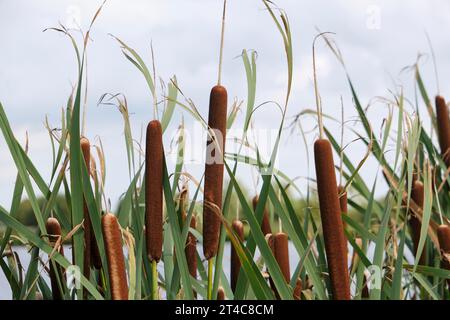 Brown bulrushes, cattails or typha latifolia with green leaves in front of water on a sunny day. Typha latifolia in late summer. Stock Photo