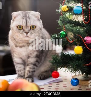 Cat sits under the Christmas tree with books and glasses Stock Photo