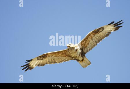 upland buzzard (Buteo hemilasius), in flight in the blue sky, Mongolia Stock Photo