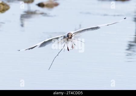 black-headed gull (Larus ridibundus, Chroicocephalus ridibundus), flying with nesting material in its beak, Germany, Bavaria, Speichersee Stock Photo
