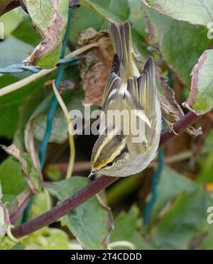 Pallas' leaf warbler, Pallas's warbler (Phylloscopus proregulus), ueerching on a branch in a shrub, front view, United Kingdom, Scotland Stock Photo