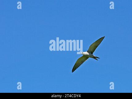 blue-grey noddy, blue noddy, hinaoku, manuohina (Anous ceruleus, Anous cerulea, Procelsterna cerulea), in gliding flight in the blue sky, view from Stock Photo
