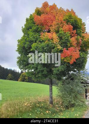 Norway maple (Acer platanoides), Single tree with autumnal foliage on the roadside, Germany Stock Photo