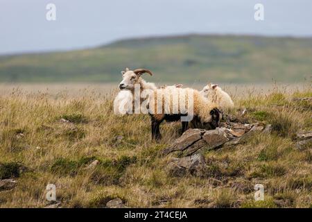 Icelandic sheep (Ovis ammon f. aries), ram and ewes in the tundra, Iceland, Haukadalur Stock Photo