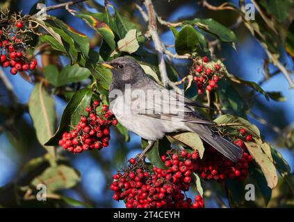 Black-throated Thrush (Turdus atrogularis), male perching on a branch with ripe red berries, side view, United Kingdom, England Stock Photo