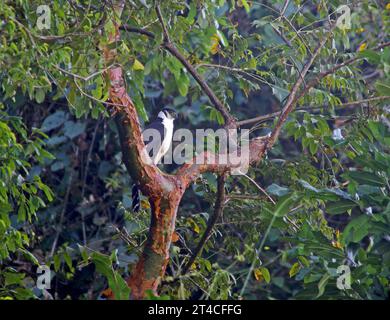 collared forest falcon (Micrastur semitorquatus), perching on a branch on a tree, side view, Mexico Stock Photo
