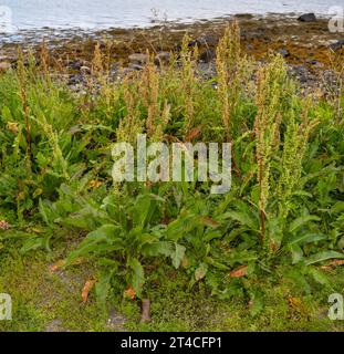 longleaf dock, northern dock, door-yard dock (Rumex longifolius), flowering Northern Dock, Norway, Troms, Tromsoe Stock Photo