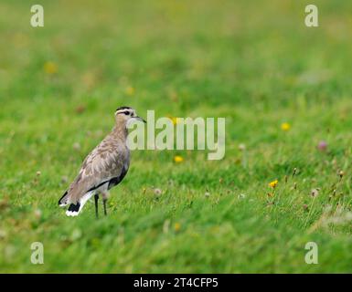 sociable plover, sociable lapwing (Chettusia gregaria, Vanellus gregarius), standing in a meadow, side view, Netherlands, Texel Stock Photo
