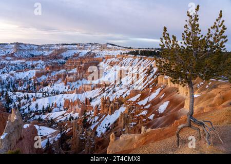 Exposed stilt roots of a limber pine tree at Sunrise Point, Bryce Canyon National Park.  The tree's roots have become exposed as the soil has eroded a Stock Photo