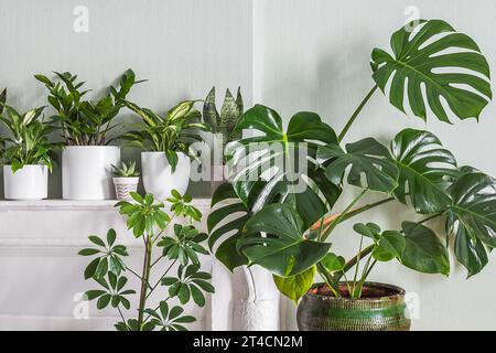 Indoor plants variete - monstera, zz plant, schefflera in the room with light green walls, indoor garden concept Stock Photo