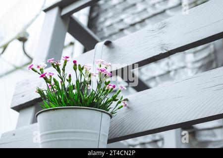 Garden carnations in a flowerpot on the balcony of a house Stock Photo