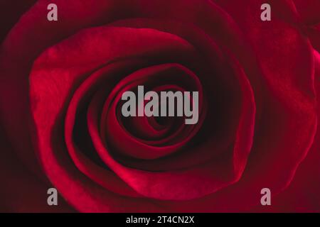Dark red rose close-up as natural background Stock Photo