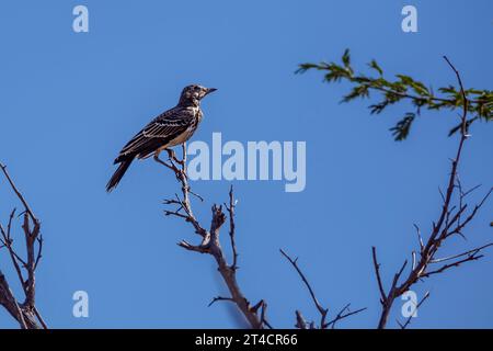 Dusky Lark standing on bush isolated in blue sky in Kruger National park, South Africa; specie Pinarocorys nigricans family of Alaudidae Stock Photo