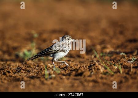 Dusky Lark walking on the ground in Kruger National park, South Africa; specie Pinarocorys nigricans family of Alaudidae Stock Photo
