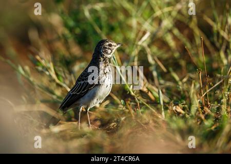 Dusky Lark hidding in the grass in Kruger National park, South Africa; specie Pinarocorys nigricans family of Alaudidae Stock Photo
