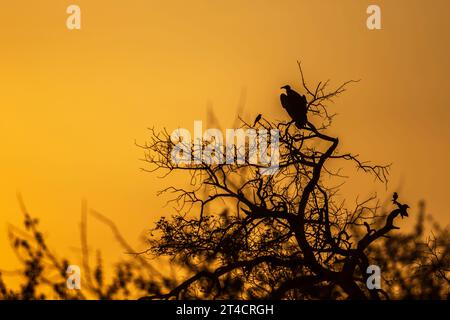 Hooded vulture perching on a tree at sunset in Kruger National park, South Africa ; Specie family Necrosyrtes monachus of Accipitridae Stock Photo