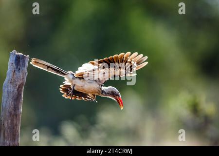 Southern Red billed Hornbill in flight isolated in natural background in Kruger National park, South Africa ; Specie Tockus rufirostris family of Buce Stock Photo