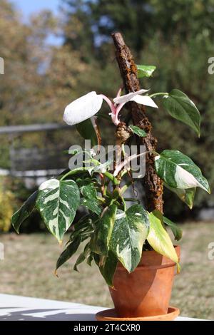 green indoor plant philodendron white pink princess tricolor Stock Photo -  Alamy