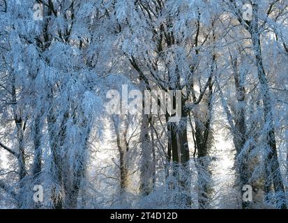 Beech trees covered in snow and ice, Cotswolds, England Stock Photo