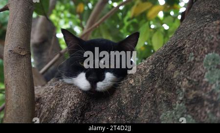 close up of a black and white cat sleeping on a tree trunk Stock Photo