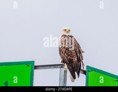 Bald Eagle, Haliaeetus leucocephalus, perching on structures in boat harbor at Juneau, Alaska. Stock Photo