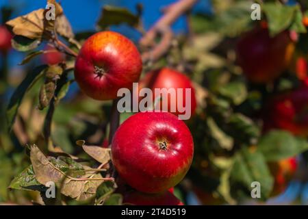 Close-up of ripe red apples on the branches of an apple tree in the garden on a sunny day. Organic red apples on a tree. Apple Season Stock Photo