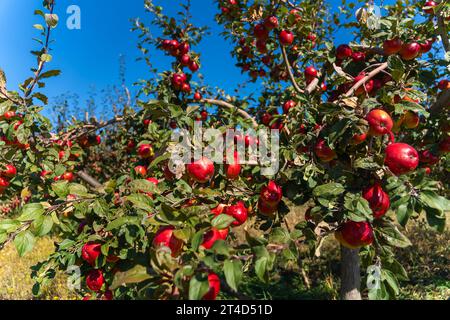 Beautiful apple trees with ripe red apples in the garden on a sunny bright day. Natural red apples on the branches of trees ready for harvest. Stock Photo
