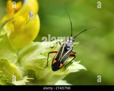 Mirid bug Hadrodemus m-flavum on the flowering plant Greater yellow rattle Stock Photo