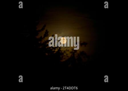 View of hazy full moon rises behind trees in the evening. Stock Photo