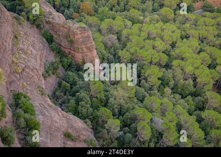 Details of rocks and forests with effects of drought on Scot pines due to climate change in Salt de la Minyona (Osona, Barcelona, Catalonia Spain) Stock Photo