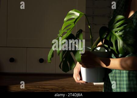Woman hold monstera plant in a white pot on a white kitchen. The concept of minimalism. Monstera deliciosa leaves or Swiss cheese tropical leaf. Dayli Stock Photo
