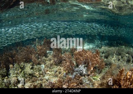 A school of silversides swims over shallow corals amid a mangrove forest in Raja Ampat, Indonesia. The reefs of this region support high biodiversity. Stock Photo