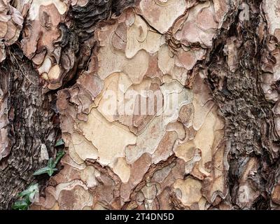 A close up of brown scale like bark. Stock Photo