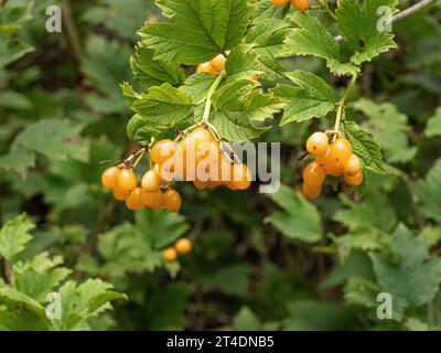 The bright yellow berries and deep green foliage of the guelder rose Viburnum opulus 'Xanthocarpum' Stock Photo