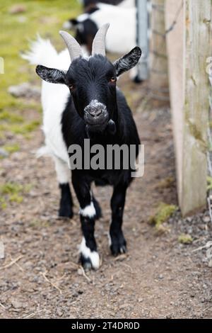 Portrait of a young captive black and white goat that is livestock on a farm Stock Photo