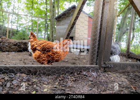 Free range brown chicken behind a wire enclosure in the woods, with a chicken coop in the background Stock Photo