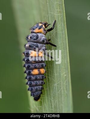 7-spot Ladybird larva (Coccinella septempunctata) crawling up blade of grass. Tipperary, Ireland Stock Photo