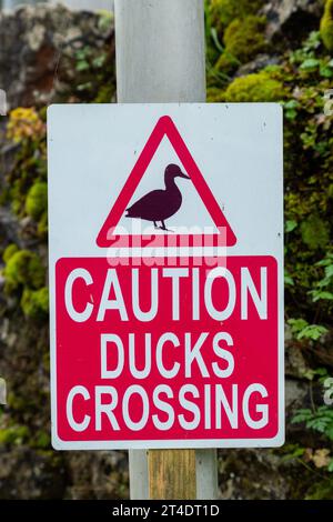 Caution ducks crossing road sign Stock Photo