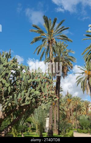 Palermo, Sicily, 2016. A huge prickly pear cactus (Opuntia ficus-indica) in the date palm (Phoenix dactylifera) garden of Villa Bonanno (vertical) Stock Photo