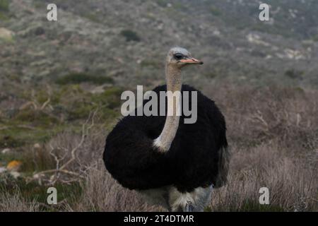 Front close-up view of the stunning ostrich Stock Photo