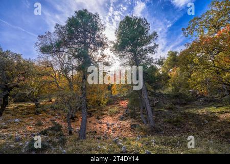 Los Calares del Mundo y de la Sima natural park. Autumn forest landscape. View of autumn leaves. In Riopar, Albacete province, Castilla la Mancha comm Stock Photo