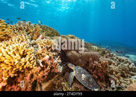 Green sea turtle, Chelonia mydas, with 2 large barnacles on it's shell rests tucked into coral on a tropical reef Stock Photo