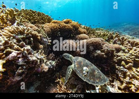 Green sea turtle, Chelonia mydas, with 2 large barnacles on it's shell rests tucked into coral on a tropical reef Stock Photo