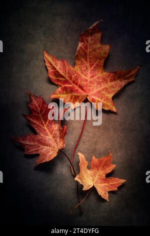 Autumn still life with three maple leaves Stock Photo