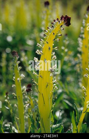 Desert candle, Desert Tortoise Natural Area, California Stock Photo